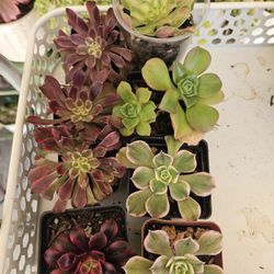 COLORFUL AEONIUMS BUNDLE