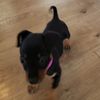 Moe Molina (technoweenie)