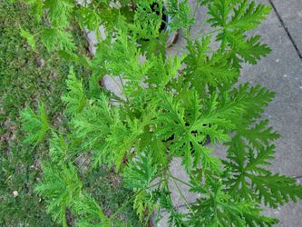 Mosquito repellent plant 驅蚊植物