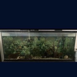 Fish Tank
