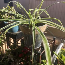 Spider Plant