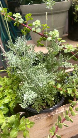 Lavanda