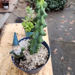PLANT AND SUCCULENT SALE THIS SATURDAY 1PM TO 430  SAN LORENZO