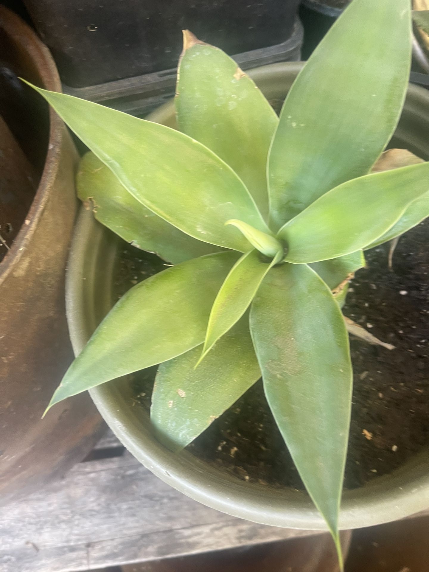 Plant For Garden