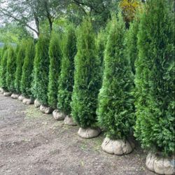 Privacy Tree Sale FREE DELIVERY! Emerald Green & Green Giants 