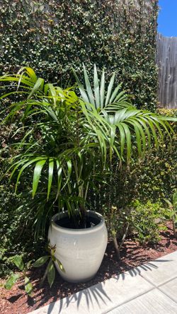 Pair of Kentia Palms in Large White Ceramic Pots — $1,250