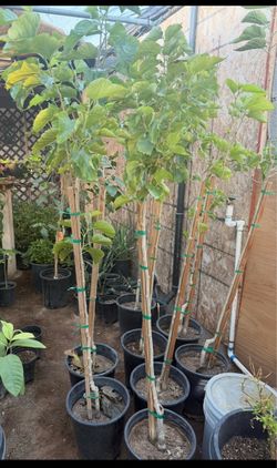 Pakistaní Trees 5F The Tall $65 Each Price Firm