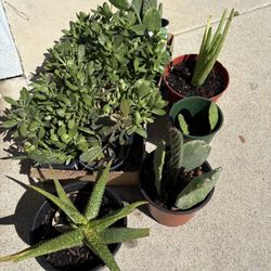 Succulents Cactus Aloes 