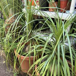 Ponytail Palm