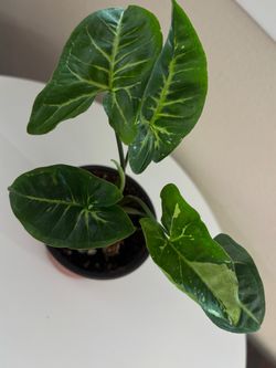Syngonium Panda