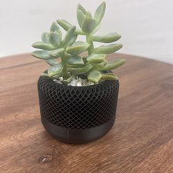 Modern Black Planter With Green Real Succulents 