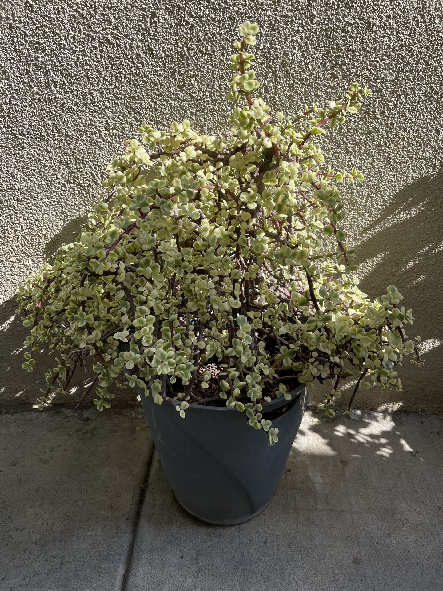 Large Variegated Dwarf Jade Plant In 12 Gallon