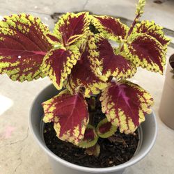 Colorful Coleus