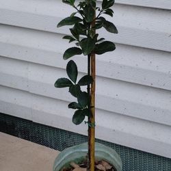 Evergreen Euonymus Shrub 