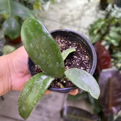 4” Hoya Meliflua