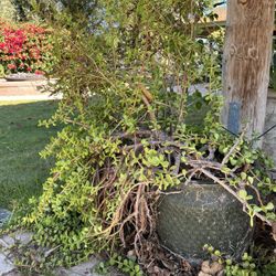 Plants In Ceramic Pots - Lot of 5 