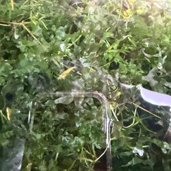 Subwassertang Pelia Moss