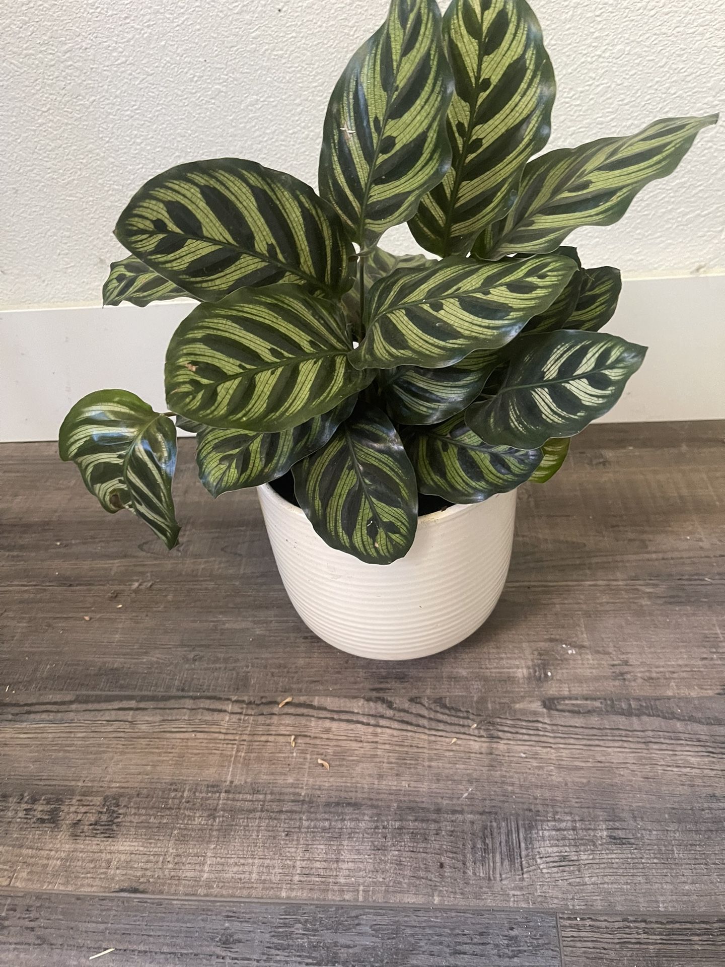 Plant For Room $25