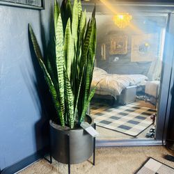 Fake Plants 