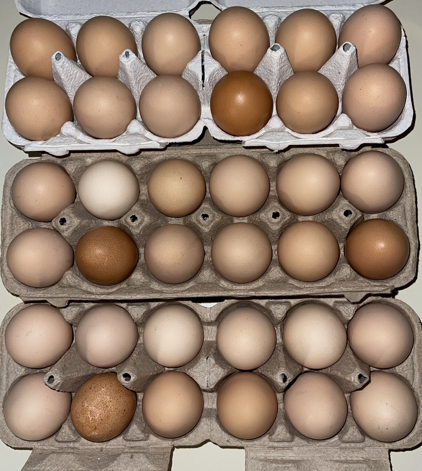 Fresh Chicken Eggs