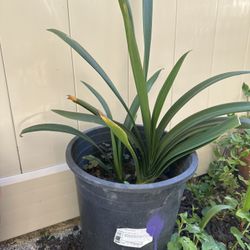 Beautiful Plant For Sale