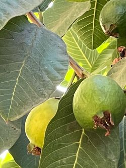 Guayaba guava organic yellow pink amarilla rosa medio gallon half gallon bag 2.5-3lb approx 20