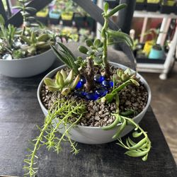 beautiful succulents Mothers Day Deals 