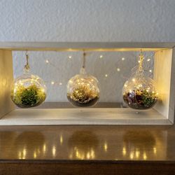 Fairy Light Succulent Frame