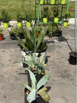 Agave