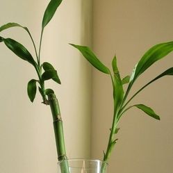 🌺 2 Lucky Bamboo Stalks In Glass Vase 