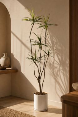 Dracaena marginata (Dragon Tree)