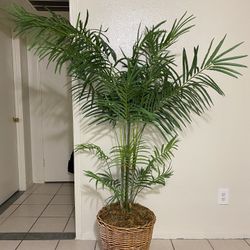 Fake House Plant