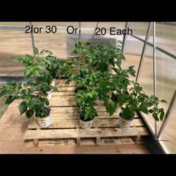 Ghost Pepper Plants!!!