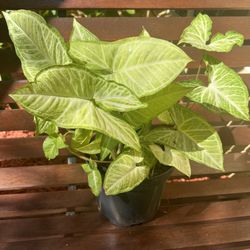 Big Arrowhead Plant 🪴