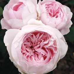 Earth Angel Rose Plant