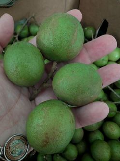 MAMONCILLO 🍈🍈🍈 $8 la libra