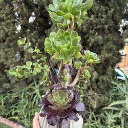 Gorgeous Succulent 