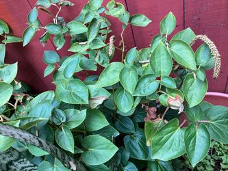 Betel leaves plant (paan) big