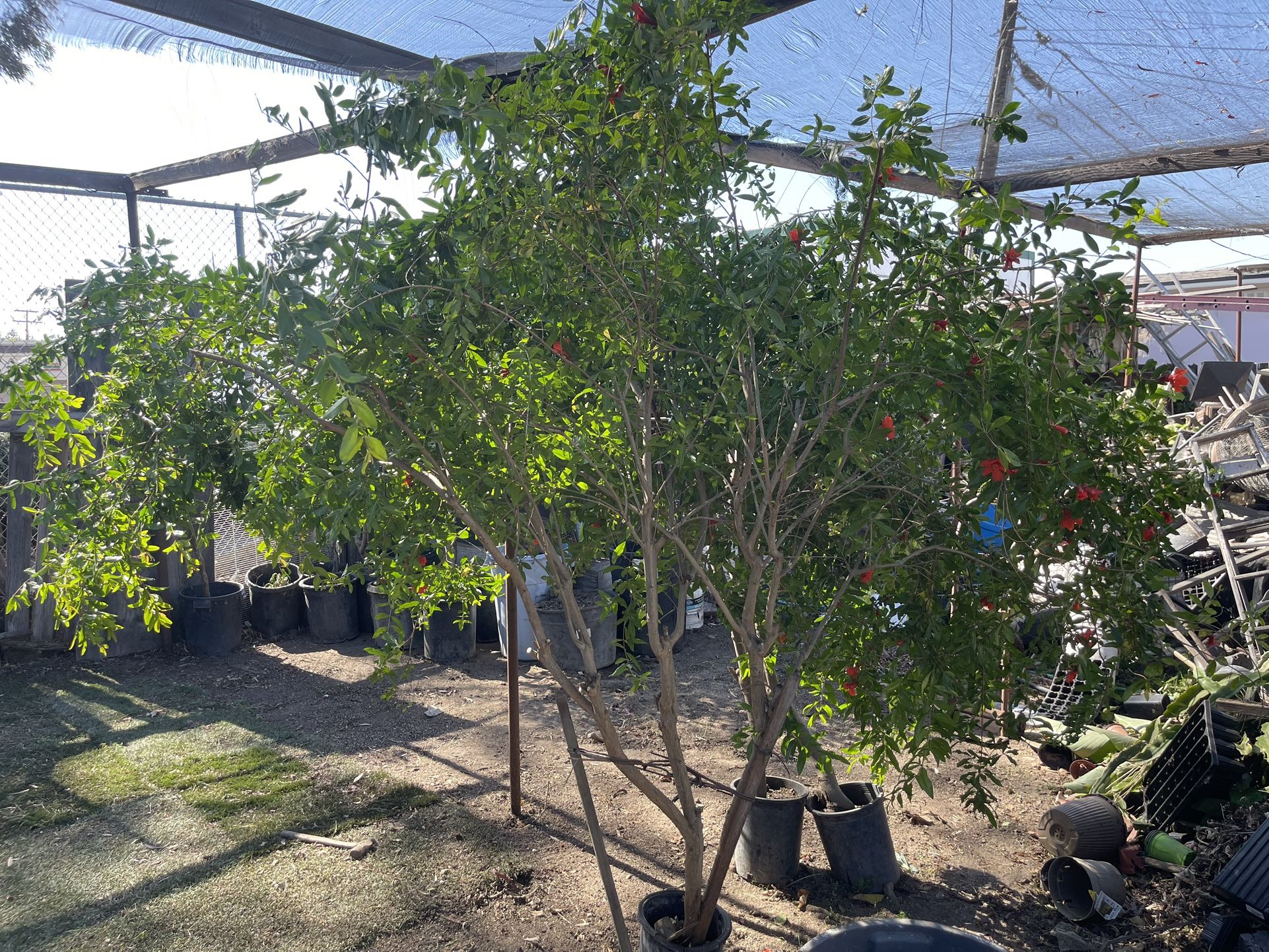 Pomegranate Tree For Sale. $350 OBO for Sale in Santa Ana, CA - OfferUp