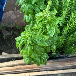 Plant Sale