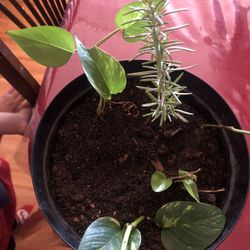 Es Una Hermosa Planta Para Adentro De La Casa