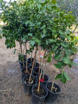 $85 each Arizona Grown citrus delivered