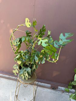 8” raphidophora tetrasperma