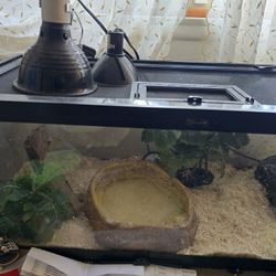 Ball Python Terrarium