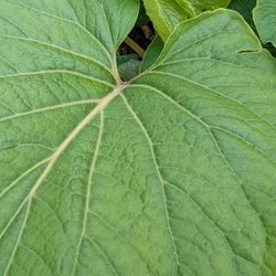 Plant A "YERBA SANTA"