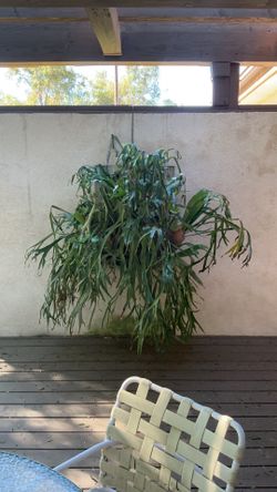 Stag Horn Fern Plant