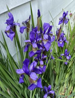 Outdoor  Flowers - SIBERIAN IRISES