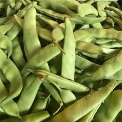 Fresh Picked Roma Italian Green Beans $3 A Pound