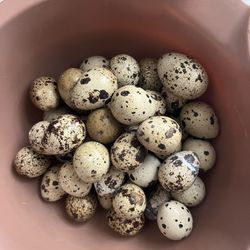 4 Dozen Quail Eggs