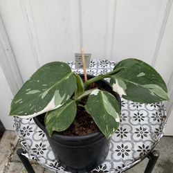 Indoor Plant 